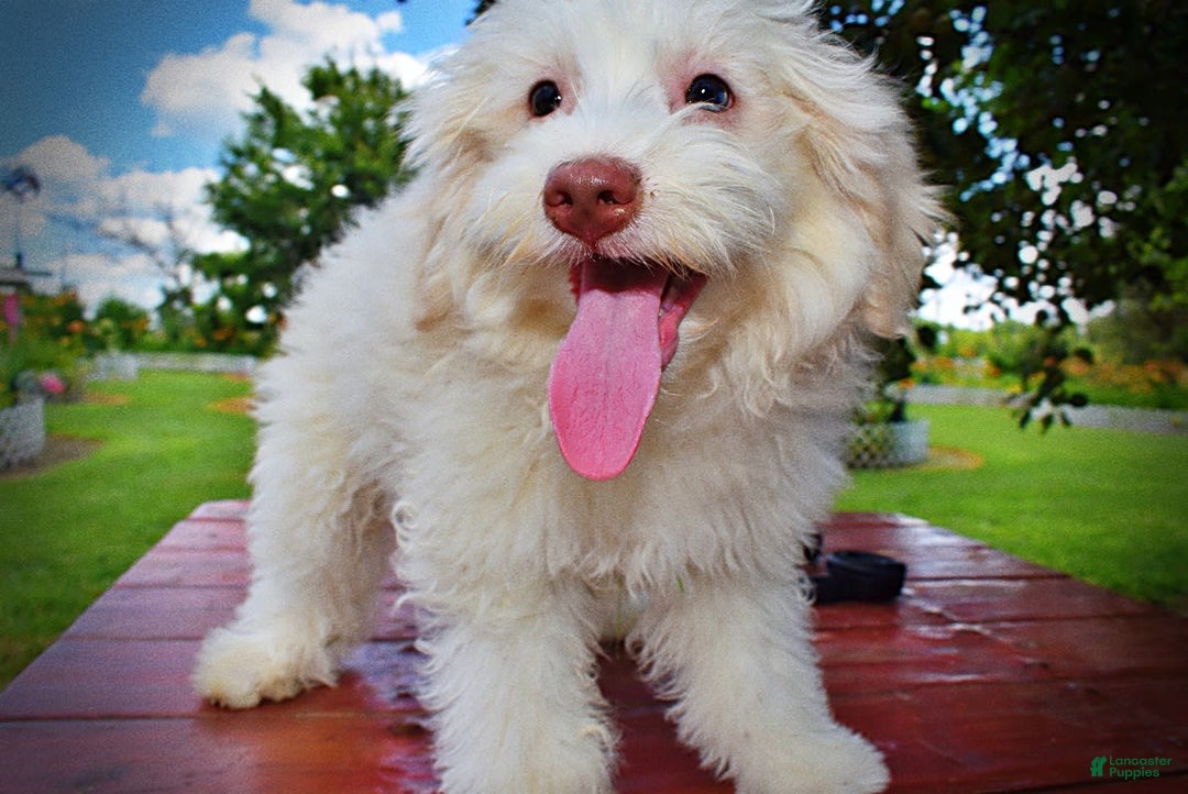 Havapoo dogs for sale: Valiant - Image 3