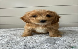  dogs for sale: Mini Goldendoodle 7 puppies - Image 2