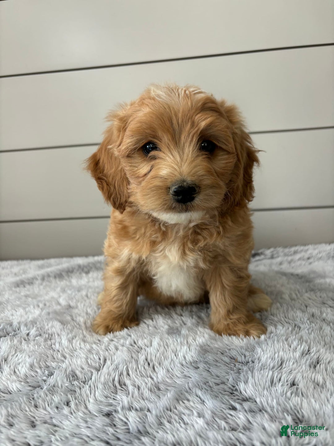  dogs for sale: Mini Goldendoodle 7 puppies - Image 2
