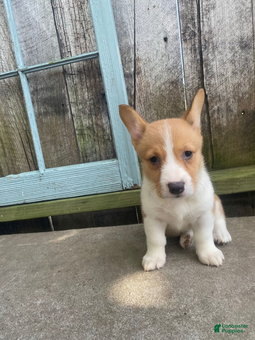Welsh Corgi Pembroke dogs for sale: Lady - Image 12