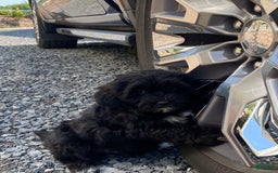Lhasapoo dogs for sale: Jonah - Image 1
