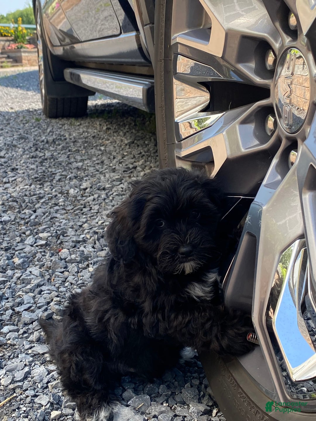 Lhasapoo dogs for sale: Jonah - Image 1