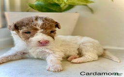 Mini Aussiedoodle dogs for sale: Cardamom - Image 2