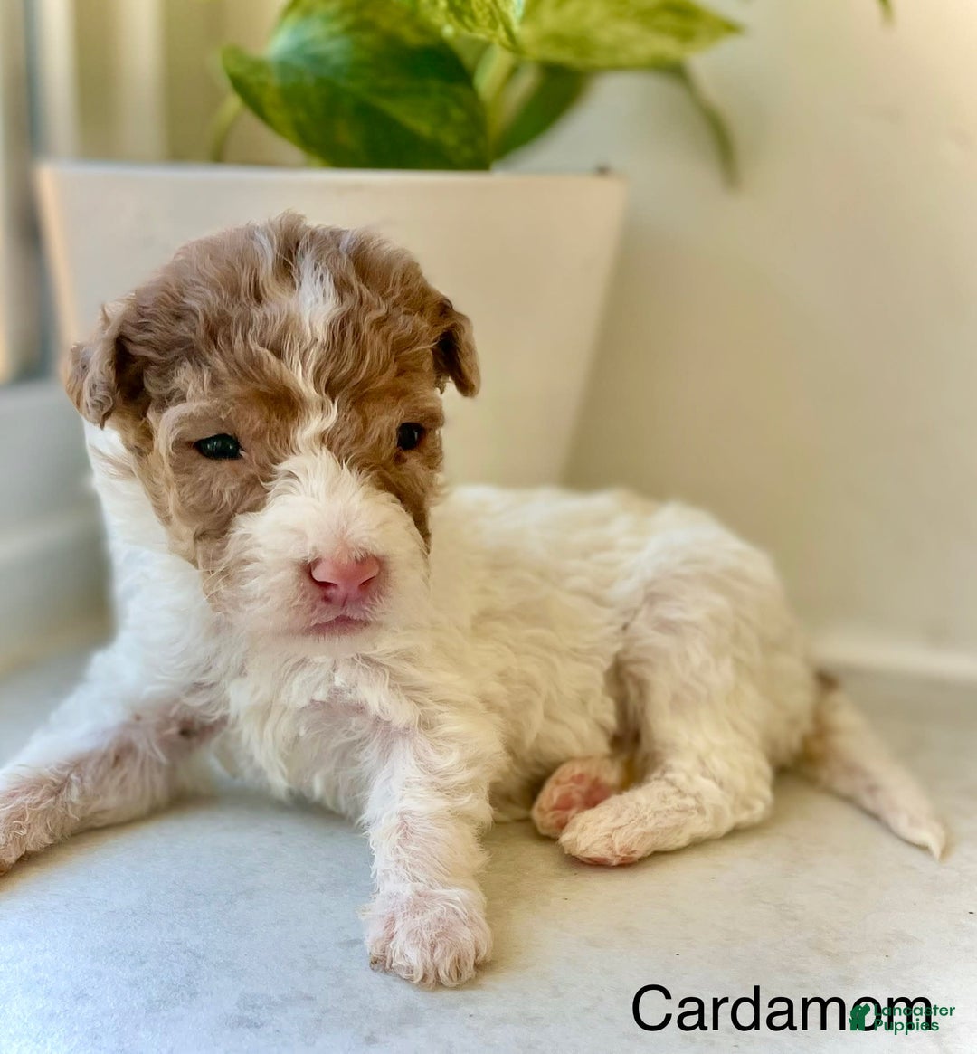 Mini Aussiedoodle dogs for sale: Cardamom - Image 2