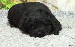 Portuguese Water Dog dogs for sale: Soloman - Image 8