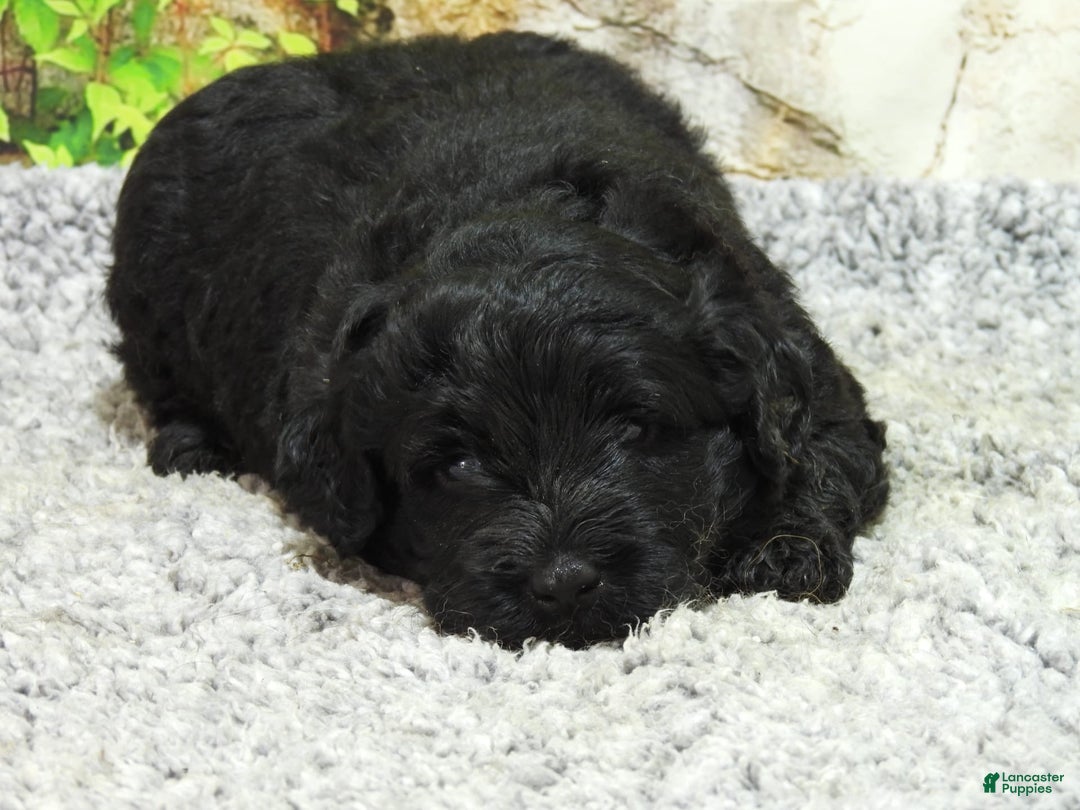 Portuguese Water Dog dogs for sale: Soloman - Image 8