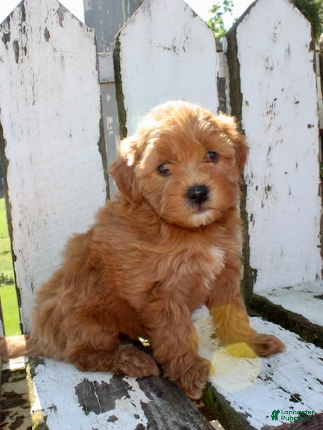 Mini Goldendoodle dogs for sale: Kala - Image 6