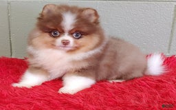 Pomeranian dogs for sale: Chewy - Image 8