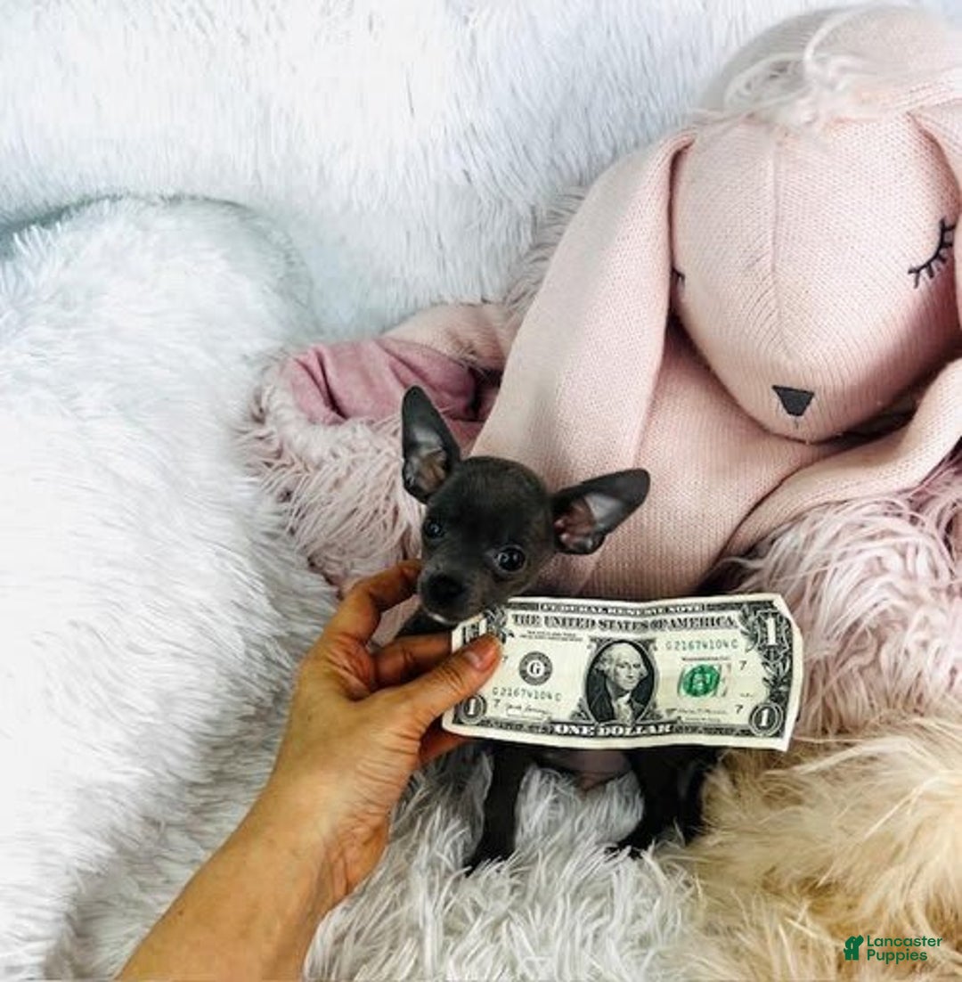 Chihuahua dogs for sale: Candy - Image 2