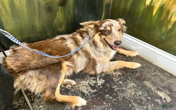 Australian Shepherd dogs for sale: Lime Green Collar Boy - Image 2