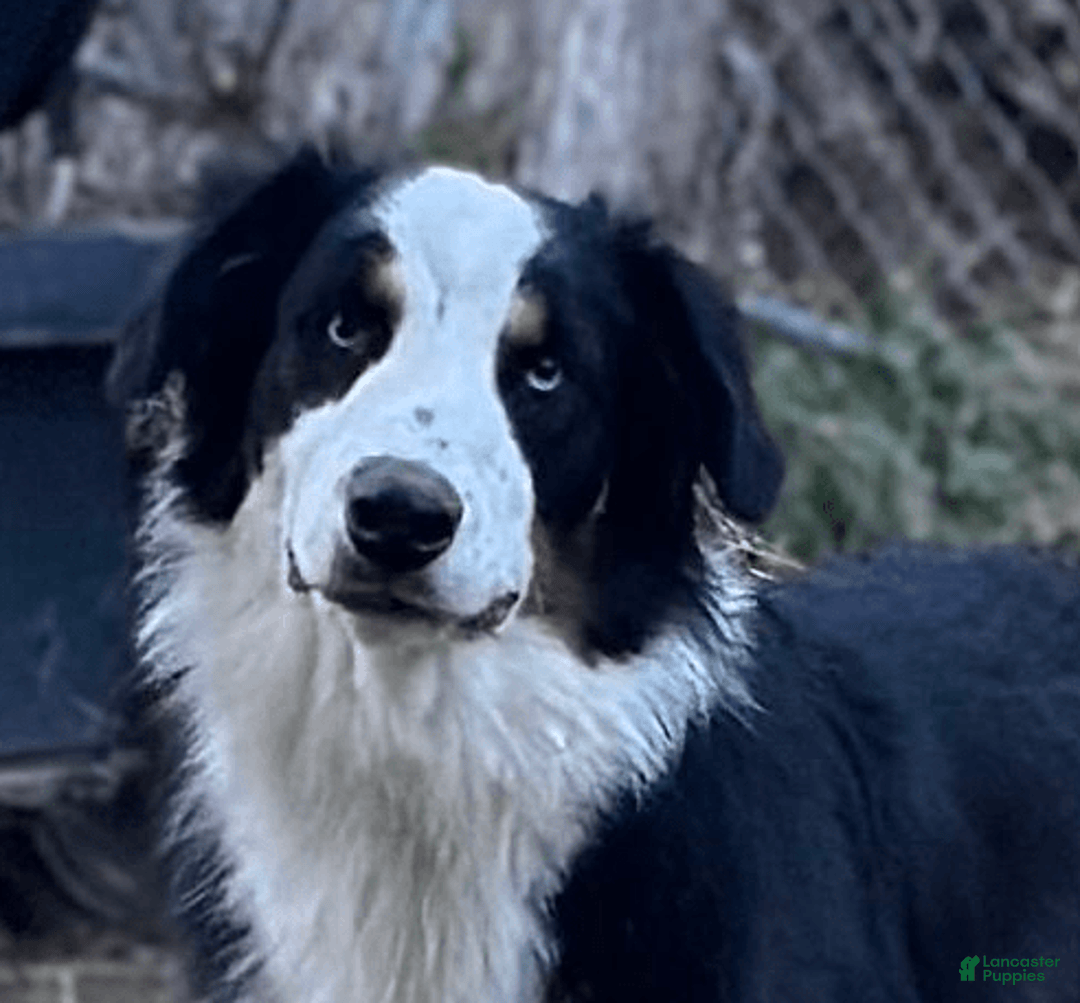 Australian Shepherd dogs for sale: Ziggy - Image 8