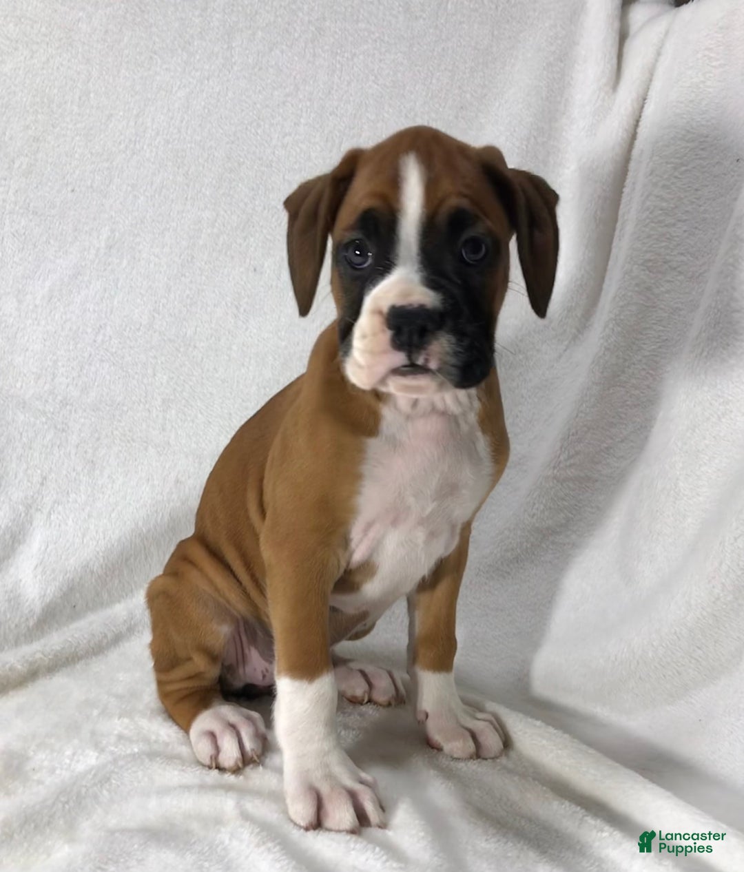 Boxer dogs for sale: Roxie - Image 1