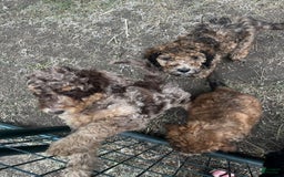 Standard Poodle dogs for sale: Alda - Image 4