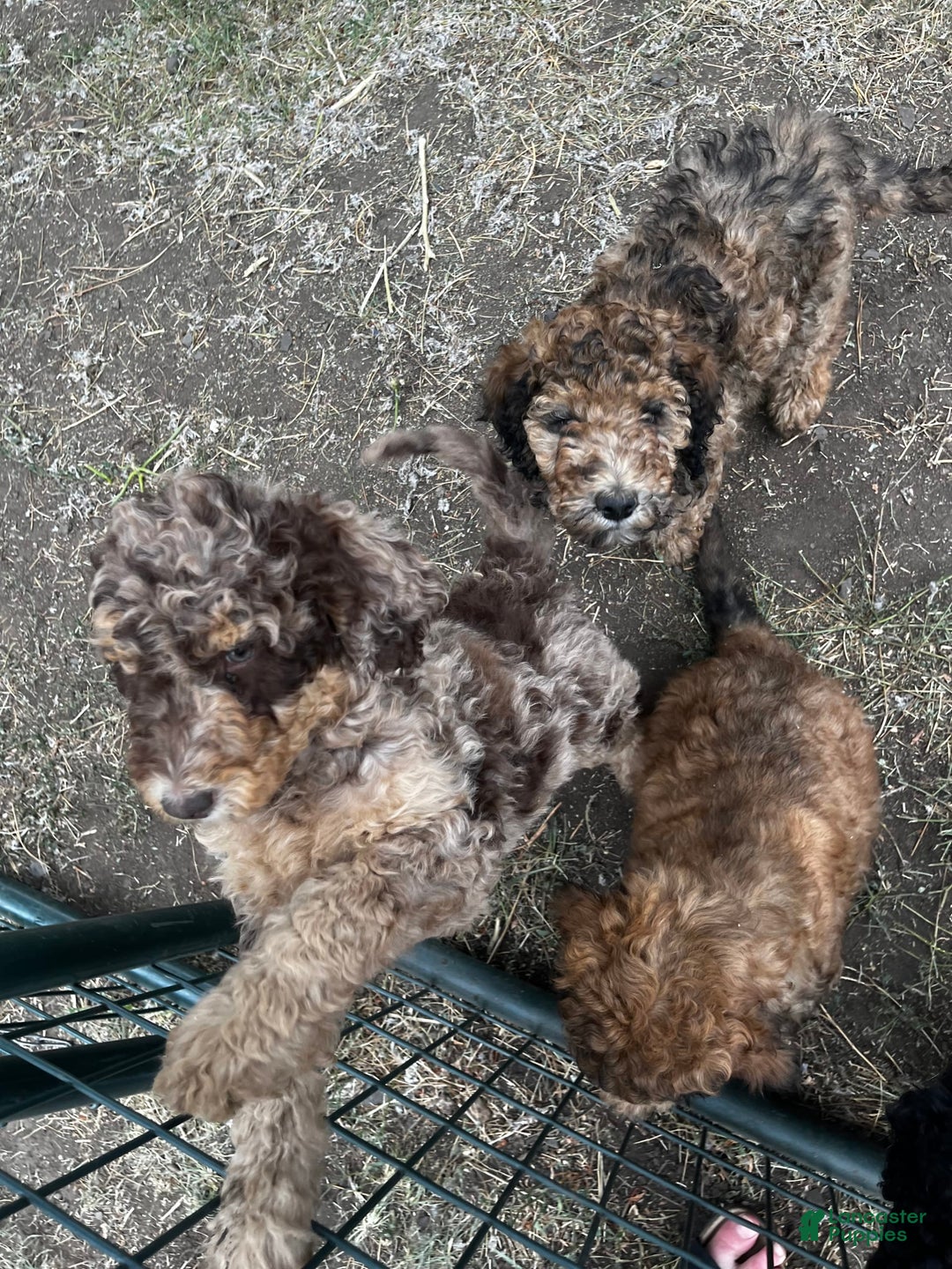 Standard Poodle dogs for sale: Alda - Image 4