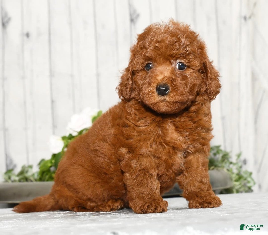 Miniature Poodle dogs for sale: Zoey - Image 4