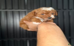 Toy Poodle dogs for sale: Dream - Image 10