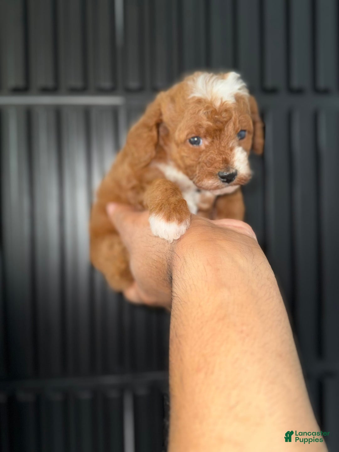 Toy Poodle dogs for sale: Dream - Image 10