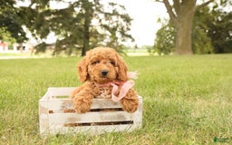 Mini Goldendoodle dogs for sale: Rosie - Image 7