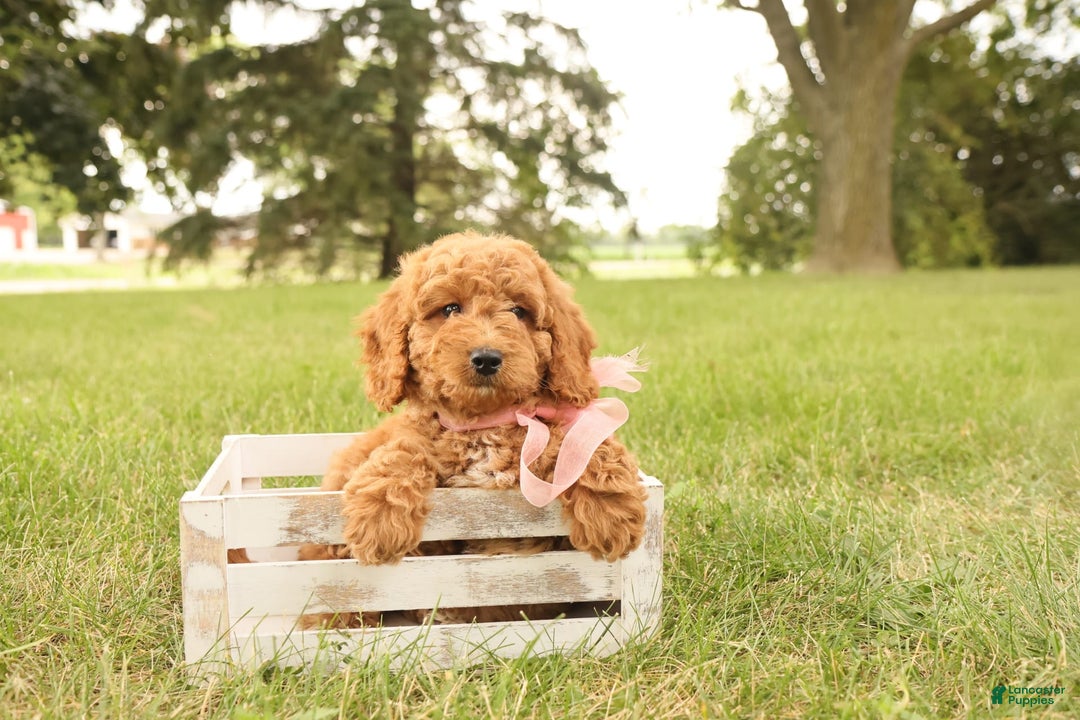 Mini Goldendoodle dogs for sale: Rosie - Image 7