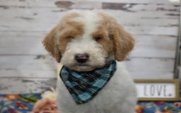 Standard Poodle dogs for sale: Gus - Image 26