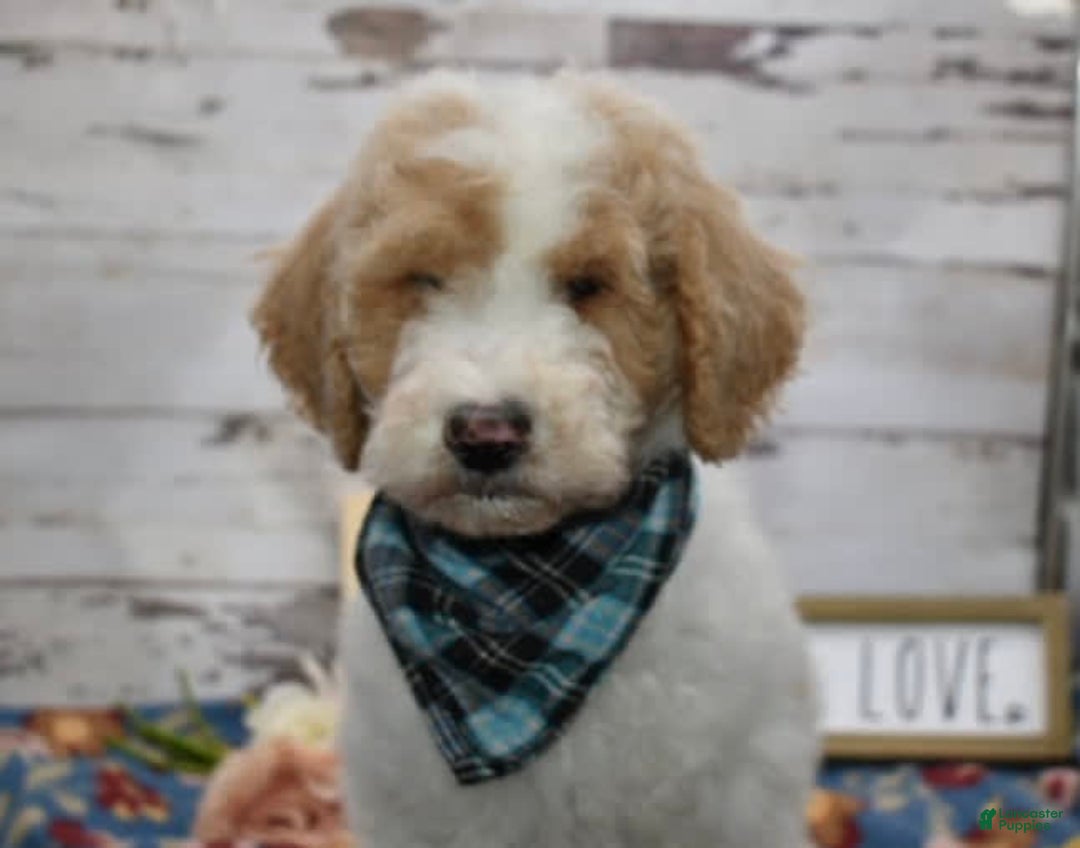 Standard Poodle dogs for sale: Gus - Image 26