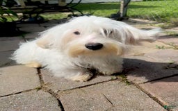 Morkie dogs for sale: Leo - Image 11