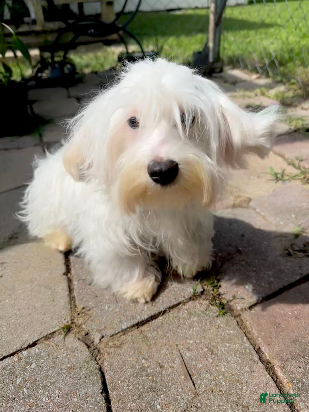Morkie dogs for sale: Leo - Image 11