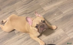 French Bulldog dogs for sale: Kasino - Image 1
