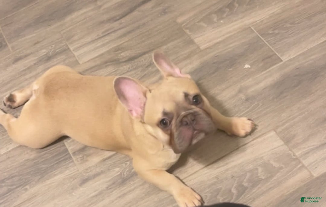 French Bulldog dogs for sale: Kasino - Image 1