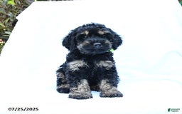 Cockapoo dogs for sale: Job - Image 3