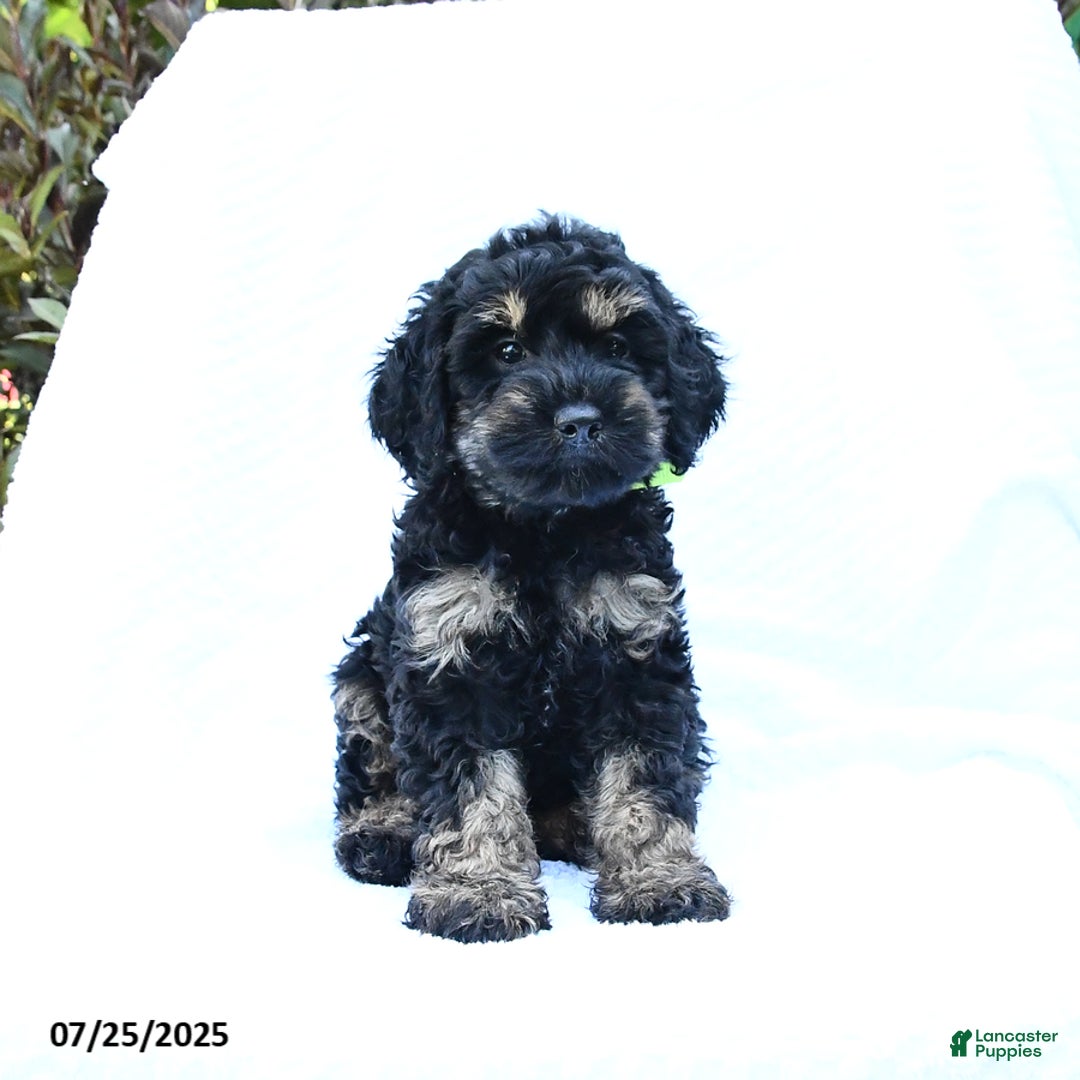 Cockapoo dogs for sale: Job - Image 3