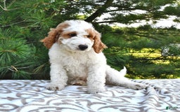 Mini Goldendoodle dogs for sale: Dallas - Image 19