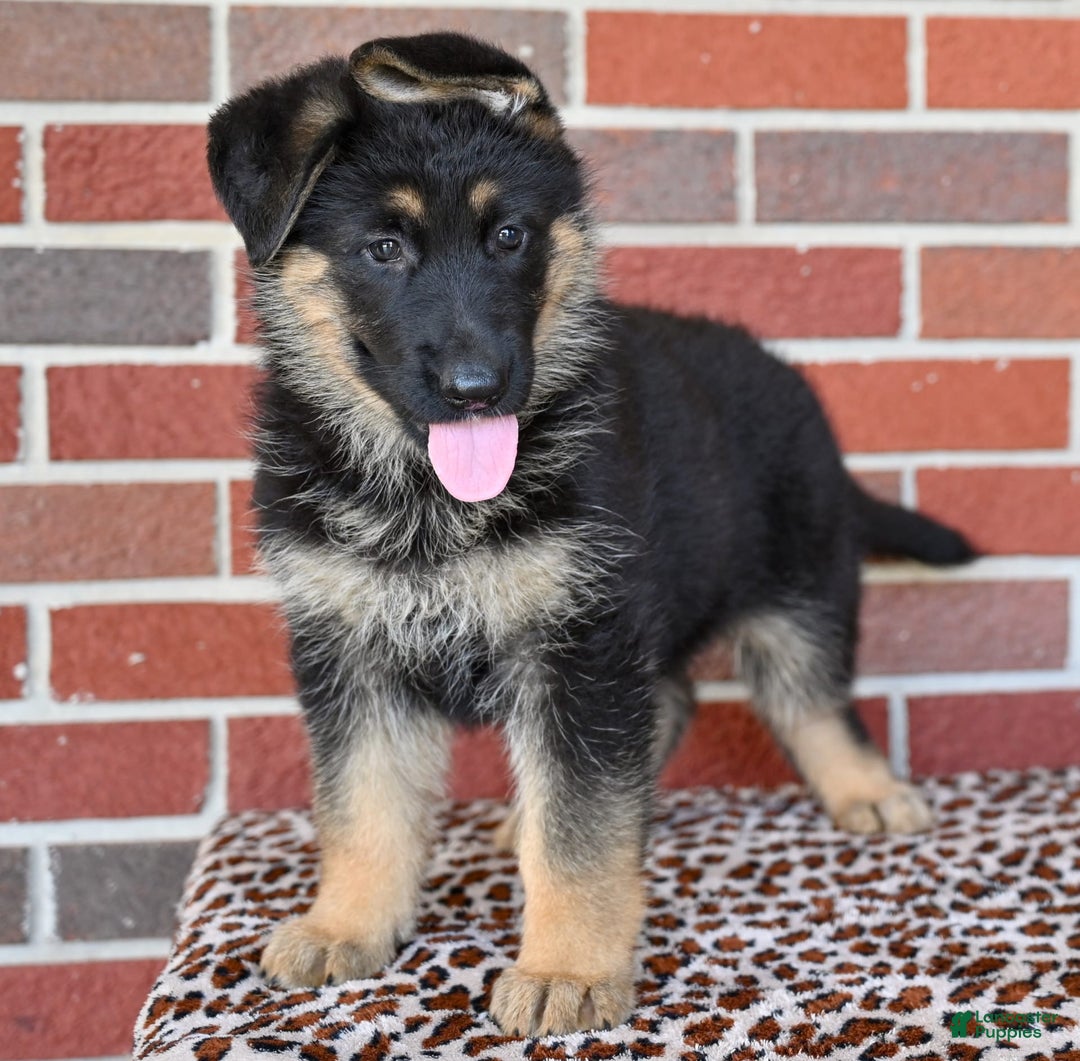 German Shepherd dogs for sale: Bailey - Image 5