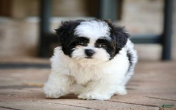 Shihpoo dogs for sale: Bingo - Image 3