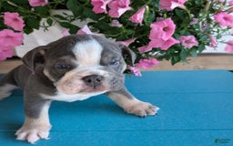English Bulldog dogs for sale: Heath - Image 13