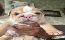 English Bulldog dogs for sale: Lucy - Image 5