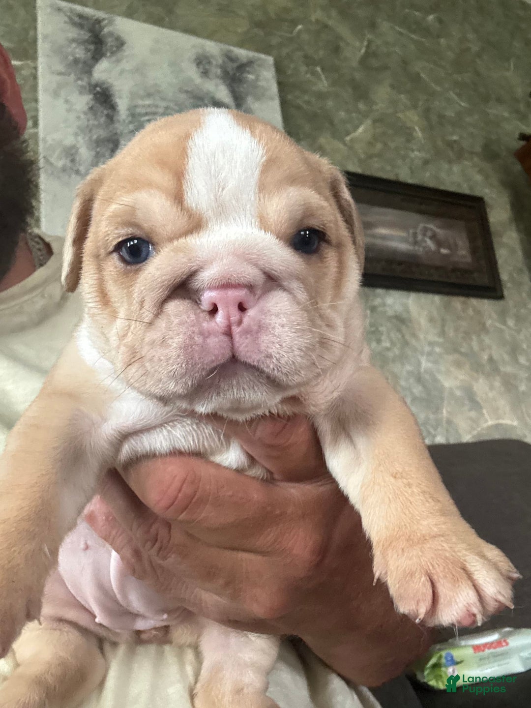 English Bulldog dogs for sale: Lucy - Image 5