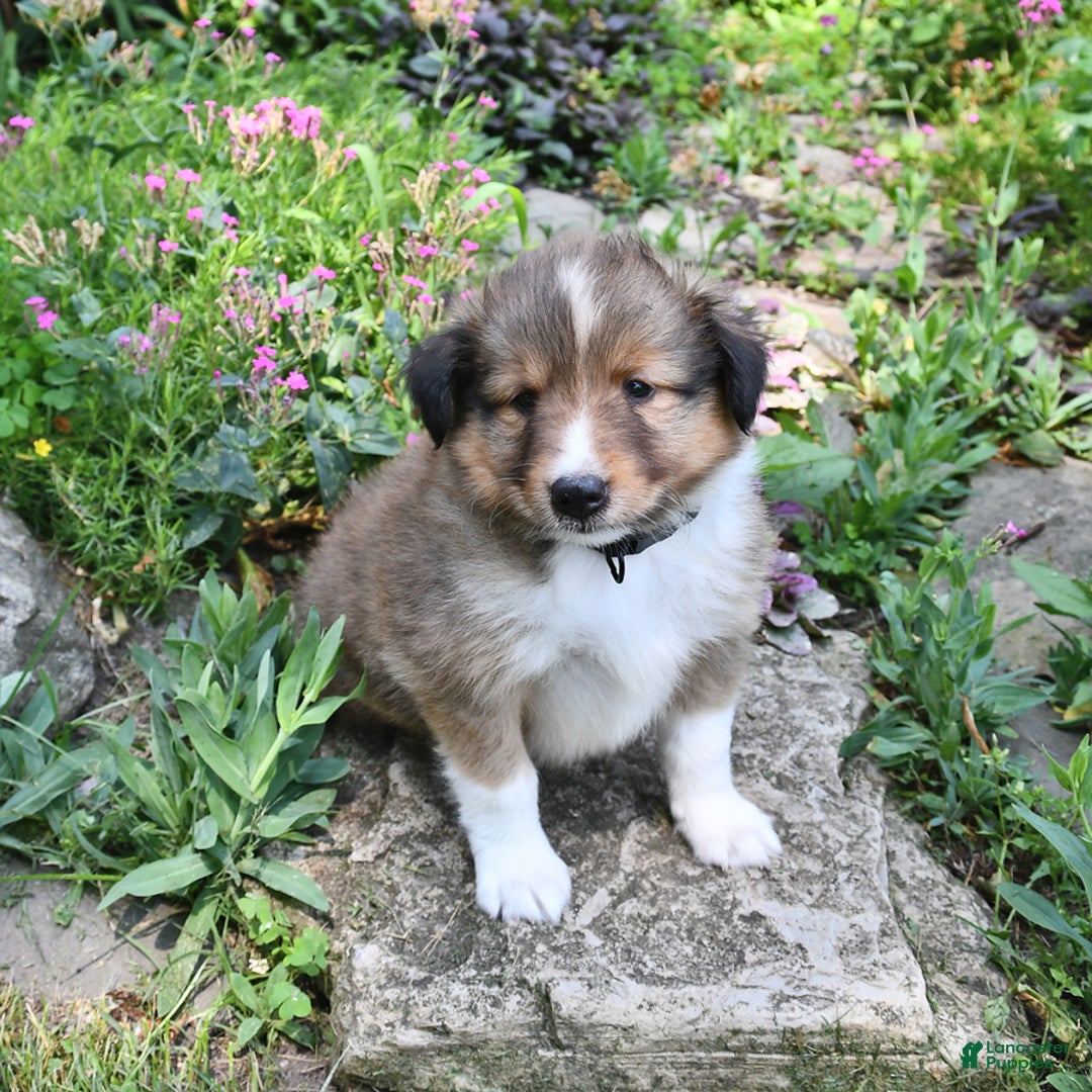 Shetland Sheepdog dogs for sale: Sparky - Image 4