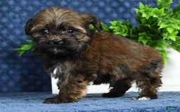 Havapoo dogs for sale: Wendell - Image 7