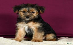 Yorkshire Terrier dogs for sale: Joey - Image 3