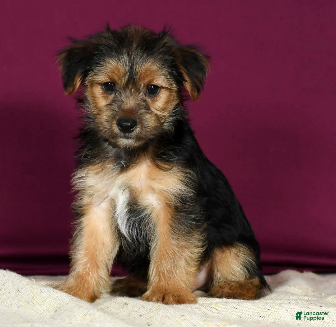 Yorkshire Terrier dogs for sale: Joey - Image 3