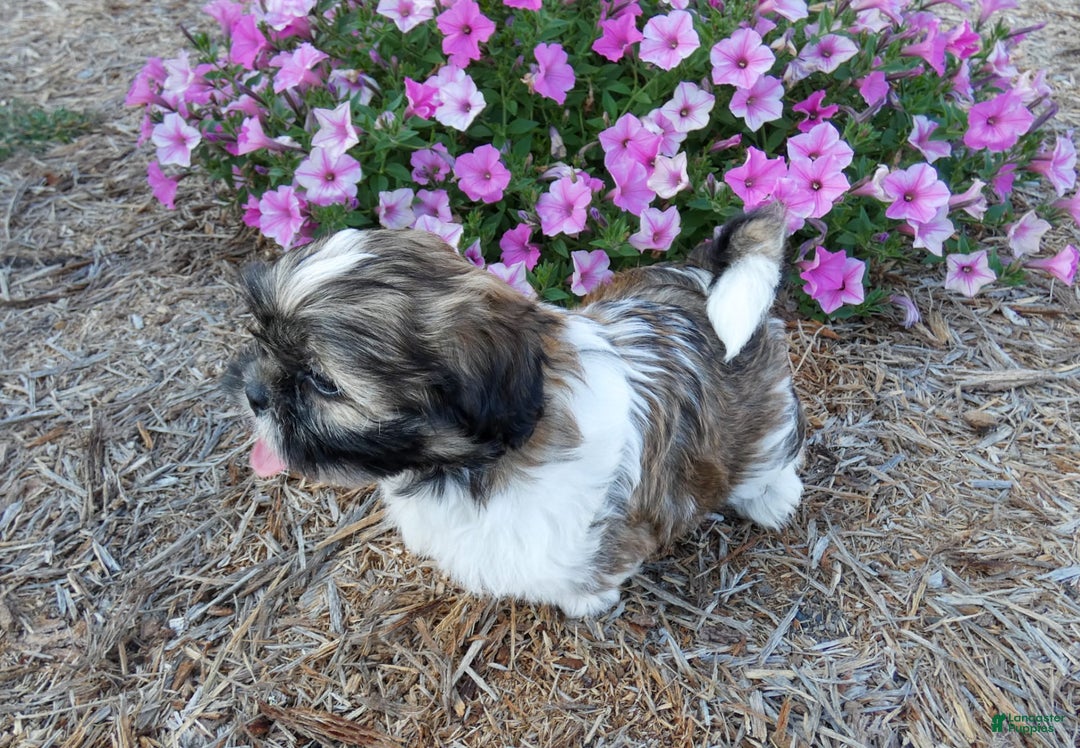 Shih Tzu dogs for sale: Rocky - Image 2