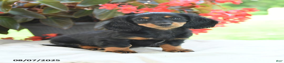 Nina