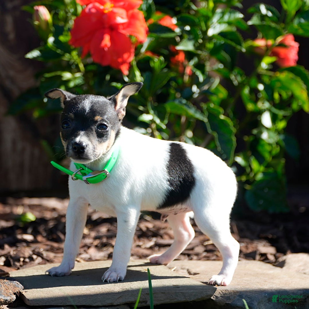Toy Fox Terrier dogs for sale: Parker - Image 8