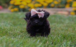 Yorkiepoo dogs for sale: Allie - Image 4