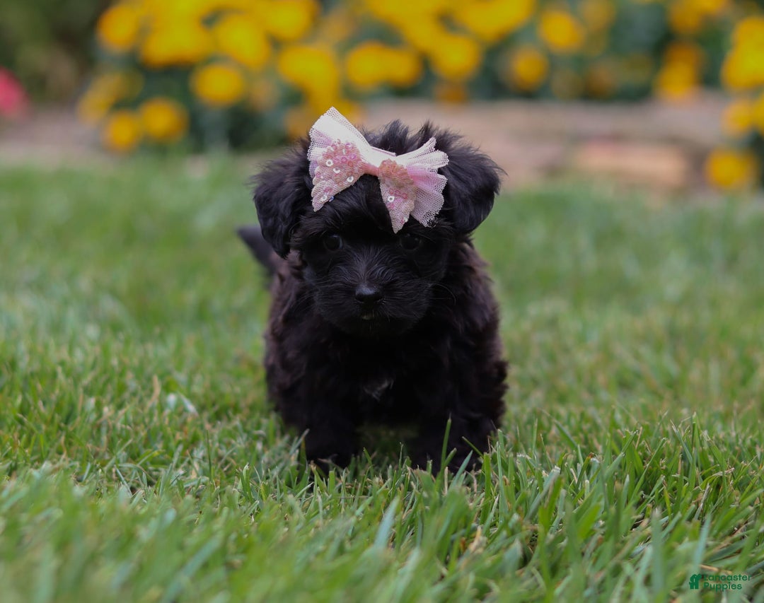 Yorkiepoo dogs for sale: Allie - Image 4