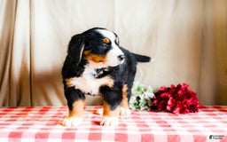 Bernese Mountain Dog dogs for sale: Lilac - Image 2