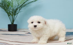 Bichon Frise dogs for sale: Jax - Image 2