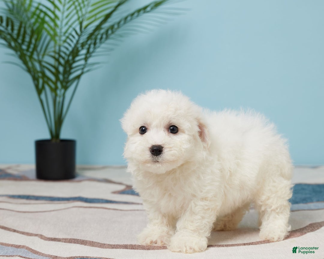 Bichon Frise dogs for sale: Jax - Image 2