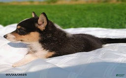 Welsh Corgi Pembroke dogs for sale: Rover - Image 1